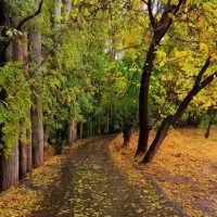 یک قطعه زمین در بهترین لوکیش شمال شهر خوانسار