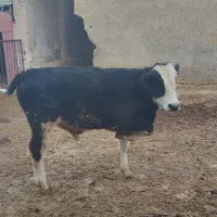 گوساله نر