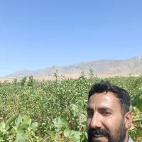 پسته تازه درجه یک کیلوی ۱۳۰