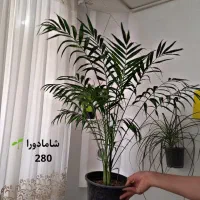 حراج واقعی گل و گیاه به علت کمبود جا|گل و گیاه طبیعی|قائن, |دیوار