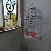 قفس پرنده