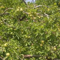 فروش زمین کشاورزی در روستای شاره 44دقیقه آب چشمه|فروش زمین و ملک کلنگی|سبزوار, کراب|دیوار