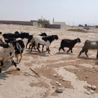 فروش کره نر