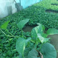 فروش عمده پتوس نشایی