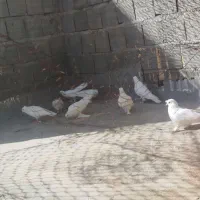 معاوضه کفتر با سیستم