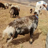 یک راس بره قوچ پلنگی وشیشک ابستن وبره ماده