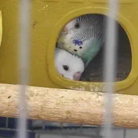 مرغ عشق|پرنده|اردبیل, |دیوار