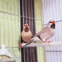 فروش انواع فنچ