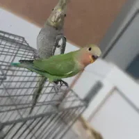 عروس هلندی و طوطی برزیلی