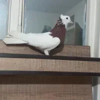 کبوتر|پرنده|تهران, مسعودیه|دیوار