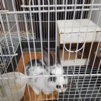 خرگوش سفید و سیاه خوشگل|موش و خرگوش|اهواز, امانیه|دیوار