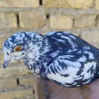 کفتر پرشی|پرنده|حمیدیا, |دیوار