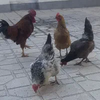 مرغ خروس محلی