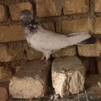 ۴ عدد کفتر خوب|پرنده|اصفهان, شهرک ولیعصر|دیوار
