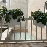 گلدان گل|گل و گیاه طبیعی|تهران, دبستان|دیوار