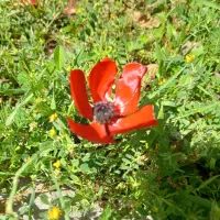 یونجه چین اول