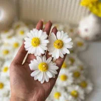 شمع بابونه|صنایع دستی و سایر لوازم تزئینی|رشت, حمیدیان|دیوار
