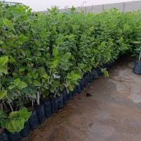 فروش انواع نهال|گل و گیاه طبیعی|دزفول, |دیوار