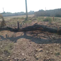 مقداری چوب برای ذوغال|عمدهفروشی|شوشتر, |دیوار