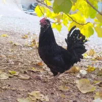 جوجه گلین|حیوانات مزرعه|مرودشت, رامجرد یک|دیوار