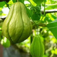 میوه چایوت