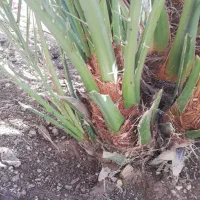 سلام افروخ برحی درجه واحد للبیع