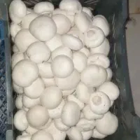 قارچ باکیفیت درجه یک