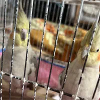 عروس هلندی نر و ماده