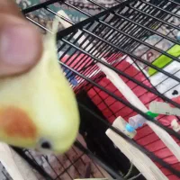 جفت عروس هلندی مولد و سخنگو کاملا اروم و دستی|پرنده|مشهد, جاهد شهر|دیوار