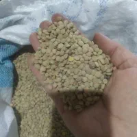 عدس خوراکی خلخال درجه یک
