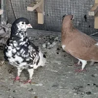 کفتر شهری جفتی