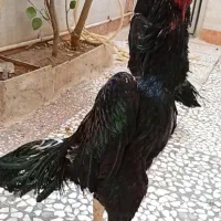 اوشامو خروس