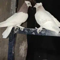 فروش طوقی.|پرنده|کوار, |دیوار