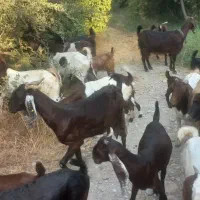 فروش ۷ راس بز پاکستانی ک ۸ راس کهره دارن ۴ راسش دو|حیوانات مزرعه|کازرون, |دیوار