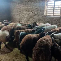 گوسفند خونی