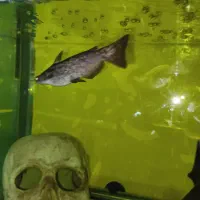 اکواریوم ماهی اسکار  و لوازم|ماهی|چهاردانگه (تهران), |دیوار