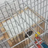 قفس ۱۰۳۳ بزرگ ضخیم و عروس هلندی|پرنده|زیباکنار, |دیوار