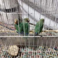 ۳ عدد طوطی بریزیلی بازیگوش|پرنده|تهران, یافتآباد|دیوار