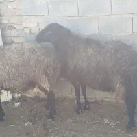 قوچ مهربانی اصیل