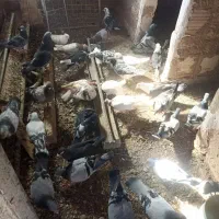 کبوتر