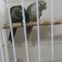 یک جفت گرینچیک مولد جواان