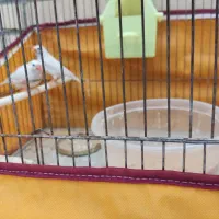 یک جفت فنج و یک جوجه سه ماهه