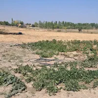 فروش-زمین-باغ-داری