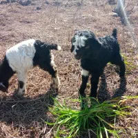 بزغاله|حیوانات مزرعه|رشت, حومه رشت|دیوار