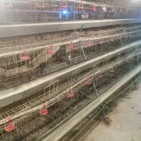 قفس مرغ تخم گذار(استوک) ظرفیت 600عددی