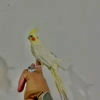 عروس هلندی دستی لوتینو جفت مولد تازه جفتگیری کردن