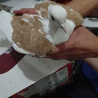 پشتدار|پرنده|اردبیل, |دیوار