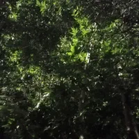 خوابگاه دخترانه یکتا (پانسیون)