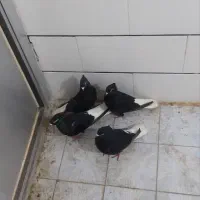 کبوتر زاغ دم سفید