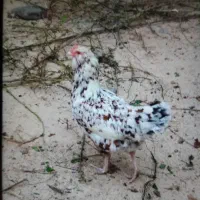 جوجه مرغ زینتی (گلین لری وبرهماوکوشین وآیسباراصل)|حیوانات مزرعه|سیاهکل, |دیوار